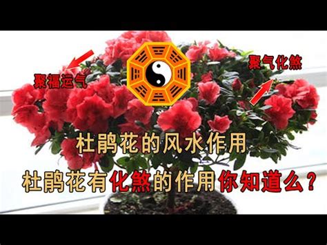 杜鵑 風水|杜鵑花風水：福禍一線間